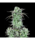 Strawberry Banana Auto Fast Buds - Αυτόματοι Σπόροι Κάνναβης