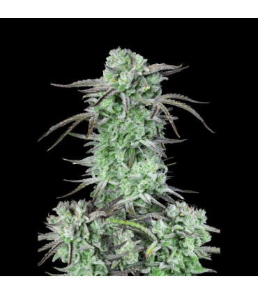 Strawberry Banana Auto Fast Buds - Αυτόματοι Σπόροι Κάνναβης