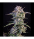 Strawberry Gorilla Fast Buds - Αυτόματοι Σπόροι Κάνναβης