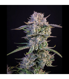 Strawberry Gorilla Fast Buds - Αυτόματοι Σπόροι Κάνναβης