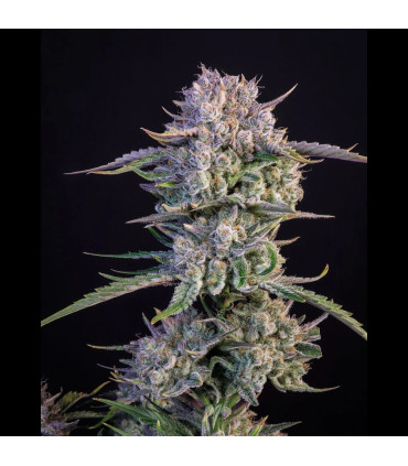 Strawberry Gorilla Fast Buds - Αυτόματοι Σπόροι Κάνναβης