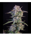 Strawberry Gorilla Auto