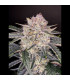 Strawberry Gorilla Fast Buds - Αυτόματοι Σπόροι Κάνναβης