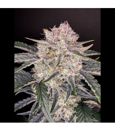 Strawberry Gorilla Fast Buds - Αυτόματοι Σπόροι Κάνναβης