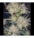 Strawberry Gorilla Fast Buds - Αυτόματοι Σπόροι Κάνναβης