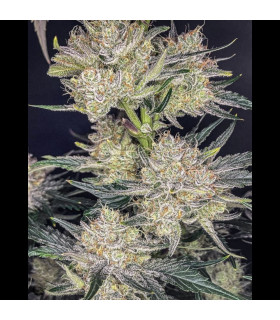 Strawberry Gorilla Auto