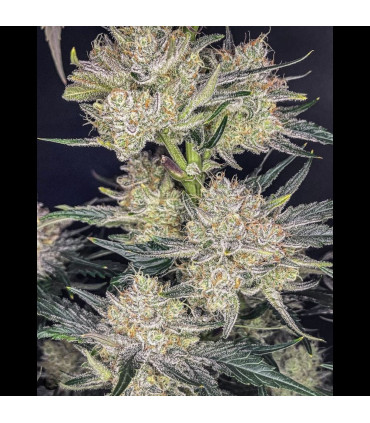 Strawberry Gorilla Fast Buds - Αυτόματοι Σπόροι Κάνναβης