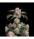 Strawberry Gorilla Fast Buds - Αυτόματοι Σπόροι Κάνναβης