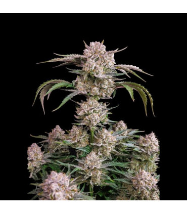Strawberry Gorilla Fast Buds - Αυτόματοι Σπόροι Κάνναβης