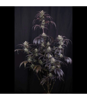 Strawberry Gorilla RF3 Fast Buds - Αυτόματοι Σπόροι Κάνναβης