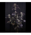 Strawberry Gorilla Auto RF3