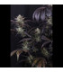Strawberry Gorilla RF3 Fast Buds - Αυτόματοι Σπόροι Κάνναβης