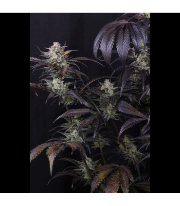 Strawberry Gorilla RF3 Fast Buds - Αυτόματοι Σπόροι Κάνναβης