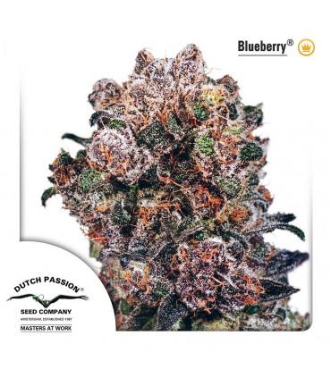 Blueberry
