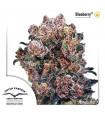 Blueberry