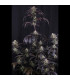 Strawberry Gorilla RF3 Fast Buds - Αυτόματοι Σπόροι Κάνναβης
