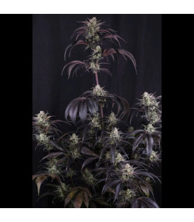 Strawberry Gorilla Auto RF3