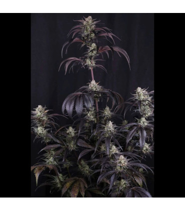 Strawberry Gorilla RF3 Fast Buds - Αυτόματοι Σπόροι Κάνναβης