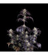 Strawberry Gorilla RF3 Fast Buds - Αυτόματοι Σπόροι Κάνναβης