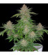 Strawberry Pie Auto Fast Buds - Αυτόματοι Σπόροι Κάνναβης