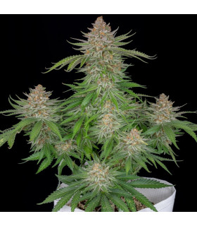 Strawberry Pie Auto Fast Buds - Αυτόματοι Σπόροι Κάνναβης