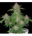 Strawberry Pie Auto