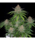 Strawberry Pie Auto Fast Buds - Αυτόματοι Σπόροι Κάνναβης