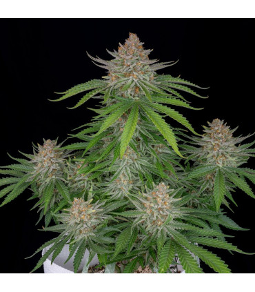 Strawberry Pie Auto Fast Buds - Αυτόματοι Σπόροι Κάνναβης