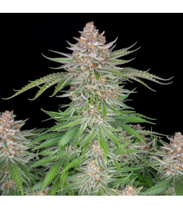 Strawberry Pie Auto Fast Buds - Αυτόματοι Σπόροι Κάνναβης