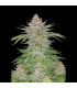 Strawberry Pie Auto Fast Buds - Αυτόματοι Σπόροι Κάνναβης
