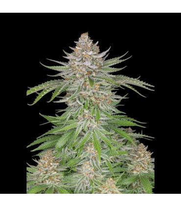 Strawberry Pie Auto Fast Buds - Αυτόματοι Σπόροι Κάνναβης