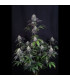 Sundae Frost Auto Fast Buds - Αυτόματοι Σπόροι Κάνναβης