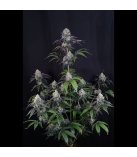 Sundae Frost Auto Fast Buds - Αυτόματοι Σπόροι Κάνναβης