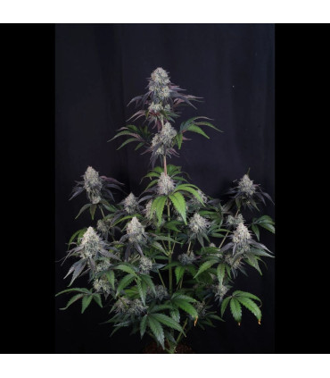 Sundae Frost Auto Fast Buds - Αυτόματοι Σπόροι Κάνναβης