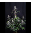 Sundae Frost Auto