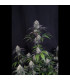 Sundae Frost Auto Fast Buds - Αυτόματοι Σπόροι Κάνναβης