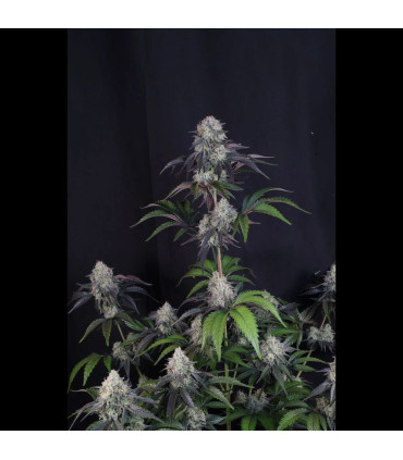 Sundae Frost Auto Fast Buds - Αυτόματοι Σπόροι Κάνναβης
