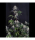 Sundae Frost Auto Fast Buds - Αυτόματοι Σπόροι Κάνναβης