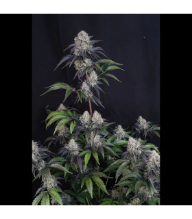 Sundae Frost Auto