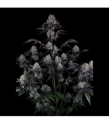 Sundae Frost Auto Fast Buds - Αυτόματοι Σπόροι Κάνναβης