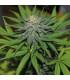Pineapple Express - Barney's Farm
