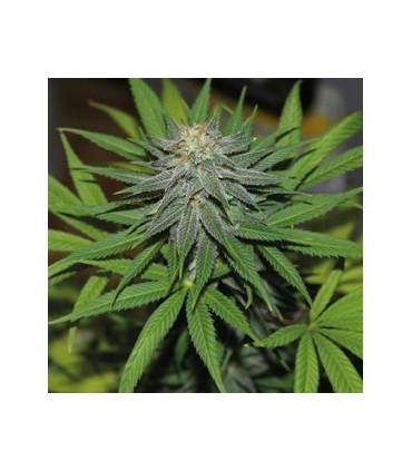 Pineapple Express - Barney's Farm