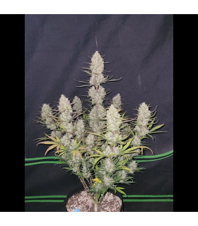 Tropicana Cookies Auto Fast Buds - Αυτόματοι Σπόροι Κάνναβης
