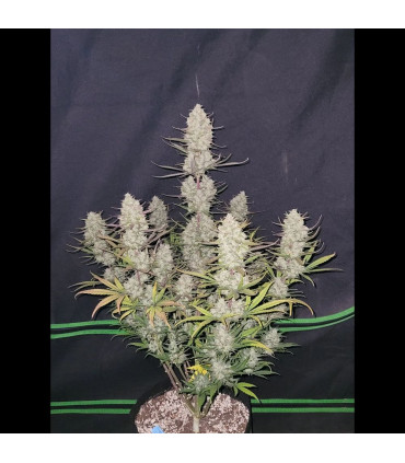 Tropicana Cookies Auto Fast Buds - Αυτόματοι Σπόροι Κάνναβης