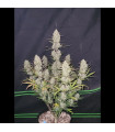 Tropicana Cookies Auto