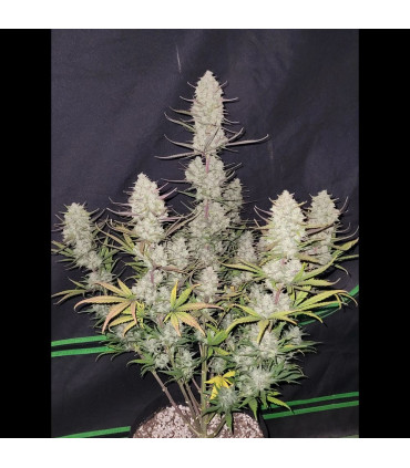 Tropicana Cookies Auto Fast Buds - Αυτόματοι Σπόροι Κάνναβης