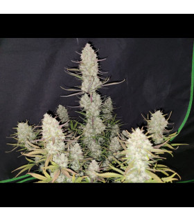 Tropicana Cookies Auto