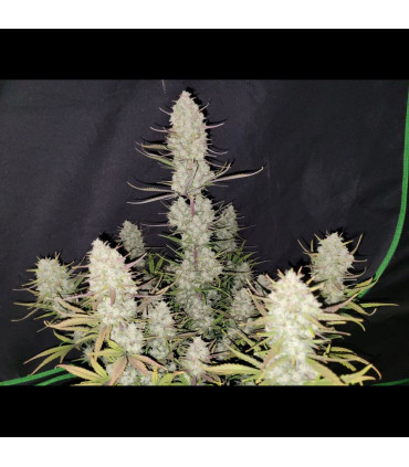 Tropicana Cookies Auto Fast Buds - Αυτόματοι Σπόροι Κάνναβης