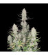 Tropicana Cookies Auto Fast Buds - Αυτόματοι Σπόροι Κάνναβης