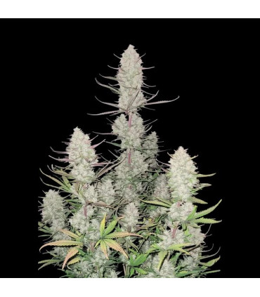 Tropicana Cookies Auto Fast Buds - Αυτόματοι Σπόροι Κάνναβης